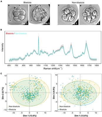 Non-invasive Metabolomic Profiling of Embryo Culture Medium Using Raman Spectroscopy With Deep Learning Model Predicts the Blastocyst Development Potential of Embryos